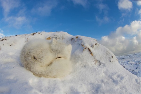 arctic fox curled into a ball