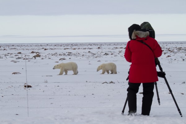 Walking With Wild Polar Bears: How A Dramatic, Arctic Safari Will