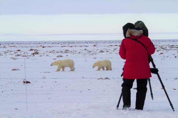 Polar Bears At Eye Level And Close-Up
