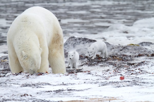 Polar bear with arctic foxes trailing behind