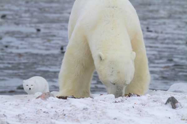 arctic fox waiting while polar bear eats