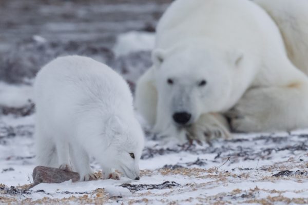 6 wonders of the arctic_unique wildlife_arctic fox_polar bear