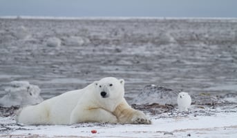 Ice animals. Тюлень арктических пустынь. Моржи, тюлени, нерпы Арктика. Тюлени в Арктике. Морж арктической пустыни.