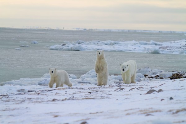 three adult polar bears in the arctic
