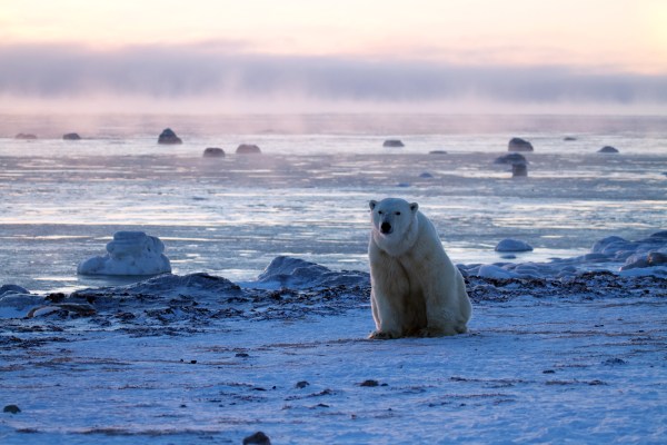 Polar bear in the arctic by the ocean