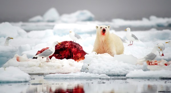 Polar bear feeding