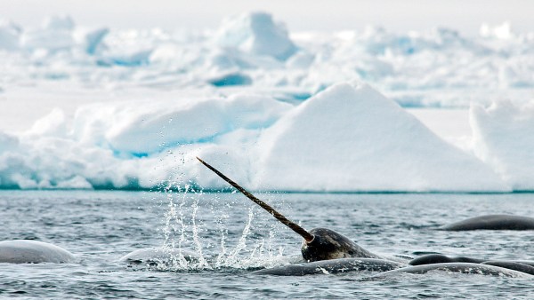 A Narwhal's Many Uses For Sea Ice - Arctic Kingdom A Narwhal's Many Uses For Sea Ice - Arctic Kingdom