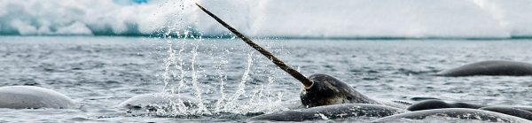 Arctic Kingdom Narwhal wildlife photography 