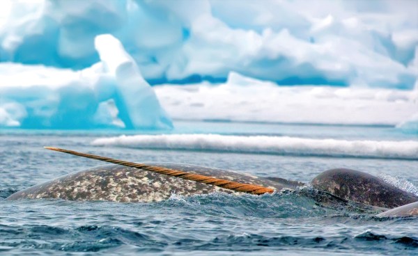 whale migration across the arctic