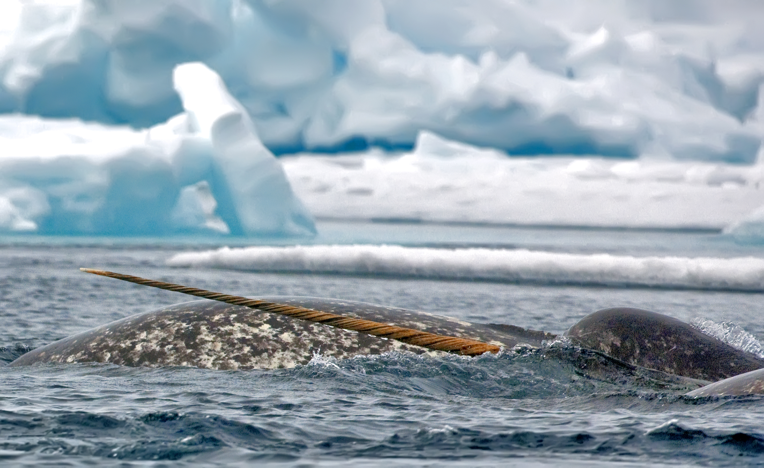 Arctic Bucket List Trip: Seeing Narwhals & Glaciers