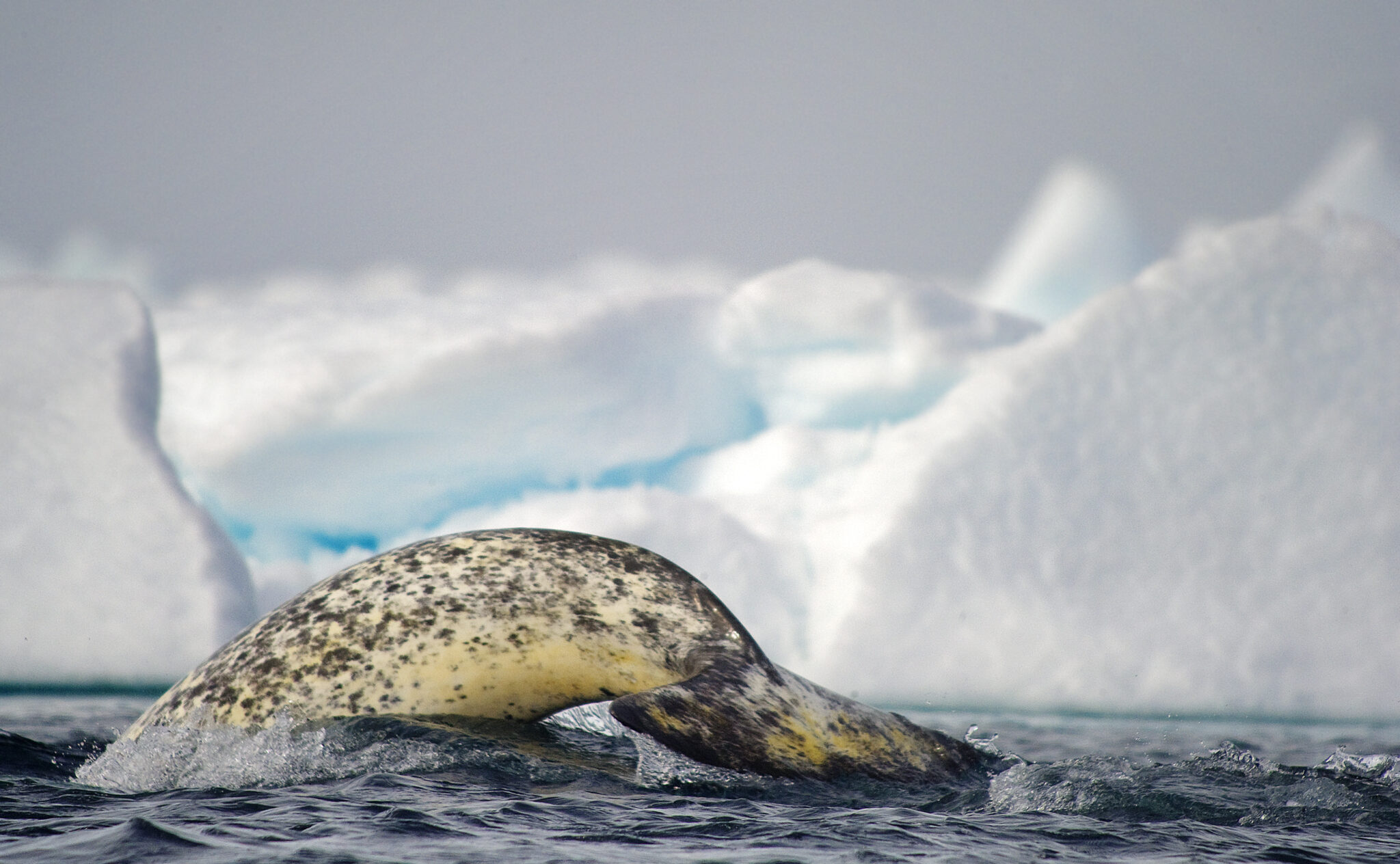 Why Narwhal Are So Elusive & How To See Them