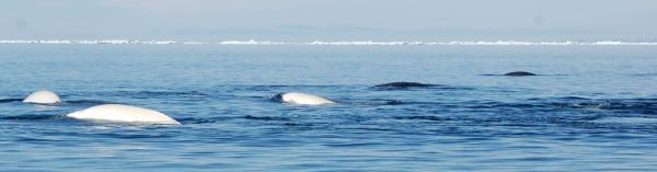 School of beluga whales