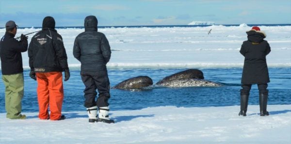 Arctic Whale Watching