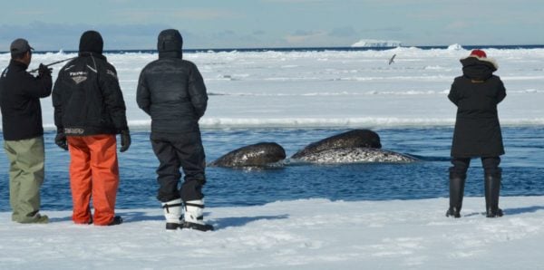 Watching whales from floe edge in spring