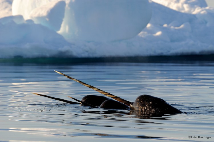 Narwhals travelling to summer feeding ground