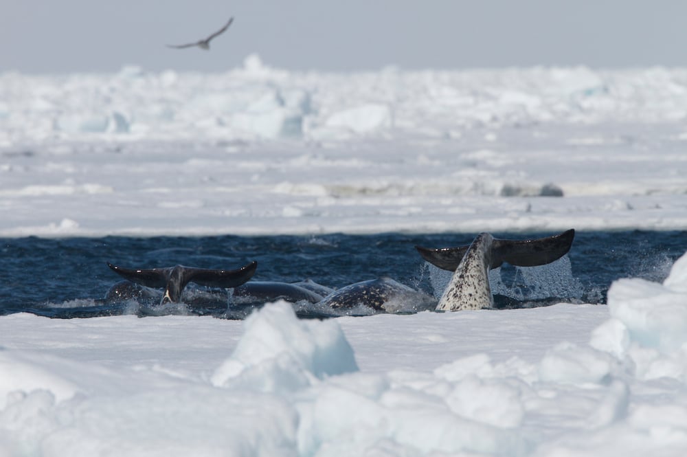 Whales of the Arctic - Arctic Kingdom