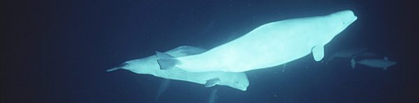 Arctic Kingdom beluga underwater wildlife photography 