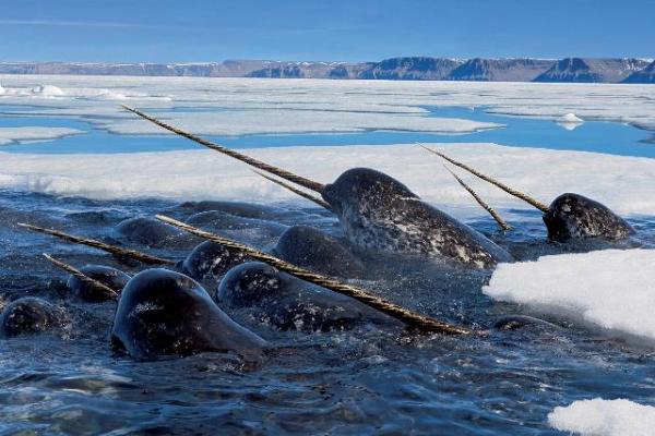 Narwhals in the spring