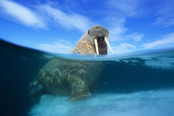 walrus arctic kingdom water shot