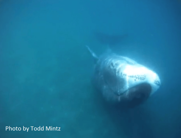 bowhead, underwater