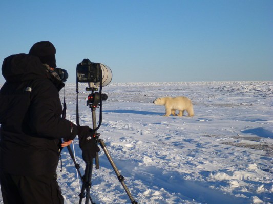 photographing a polar bear