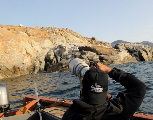 photographing a polar bear on Baffin Island