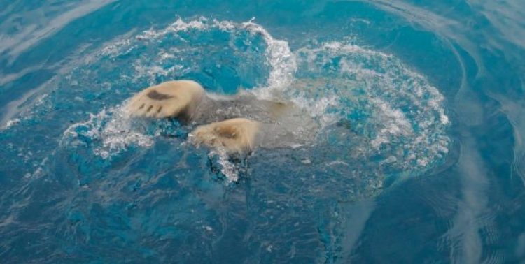 polar bears glaciers of baffin island-arctic kingdom - polar bear swimming