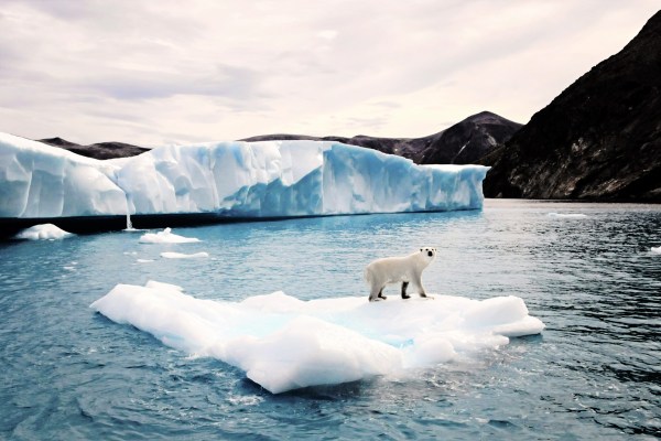 Photo of polar bear from boat angle