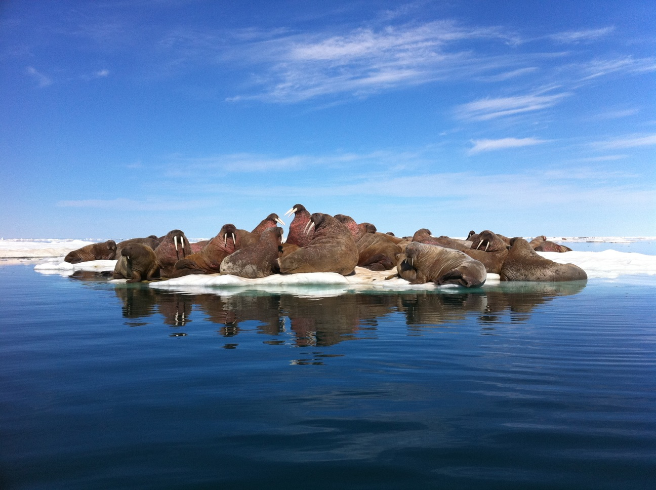 Get To Know: The Walrus