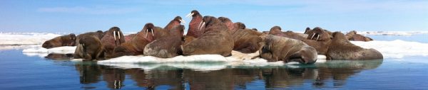 Arctic Kingdom walrus pod wildlife photography 