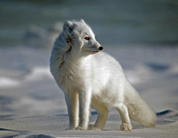 Arctic fox