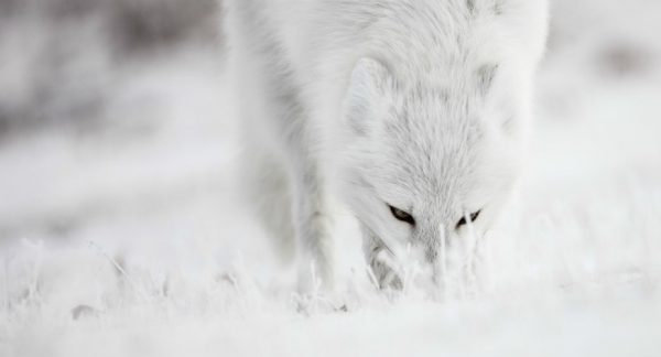 Arctic Fox Arctic Kingdom wildlife