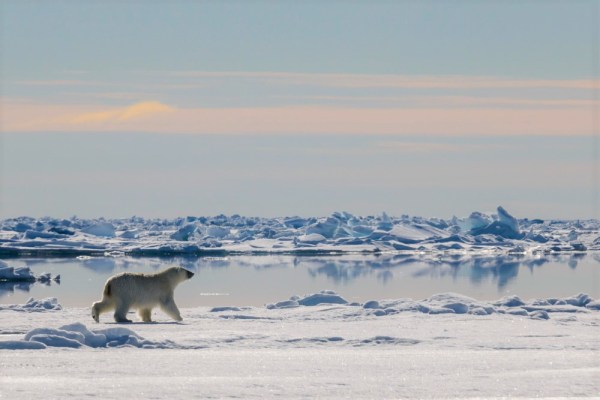 Polar bear at the arctic floe edge