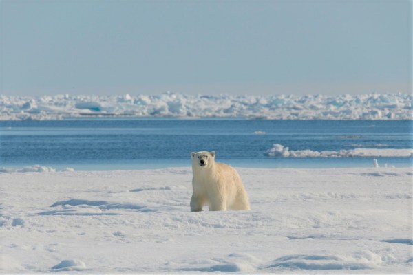 Polar Bear Week: Why Polar Bears Need Sea-Ice - Arctic Kingdom