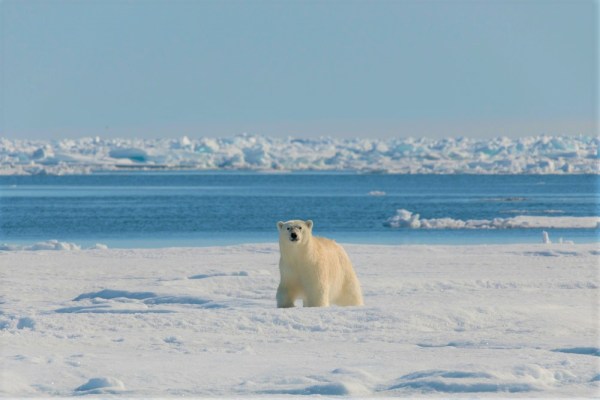 Polar bear on the arctic floe edge
