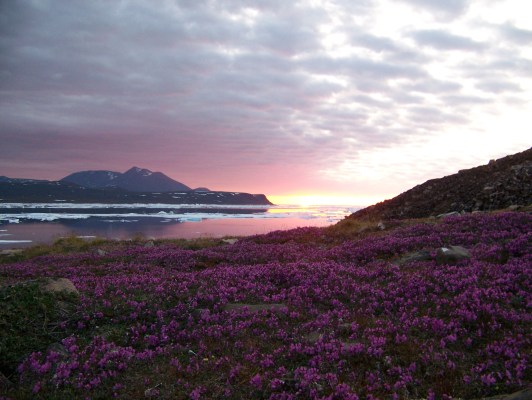 arctic summer flowers and sunset