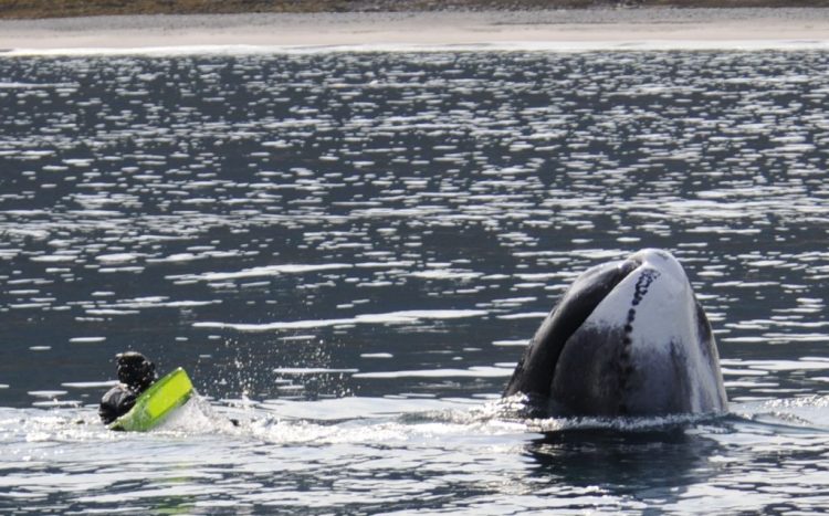 bowhead, arctic kingdom, swim with bowhead