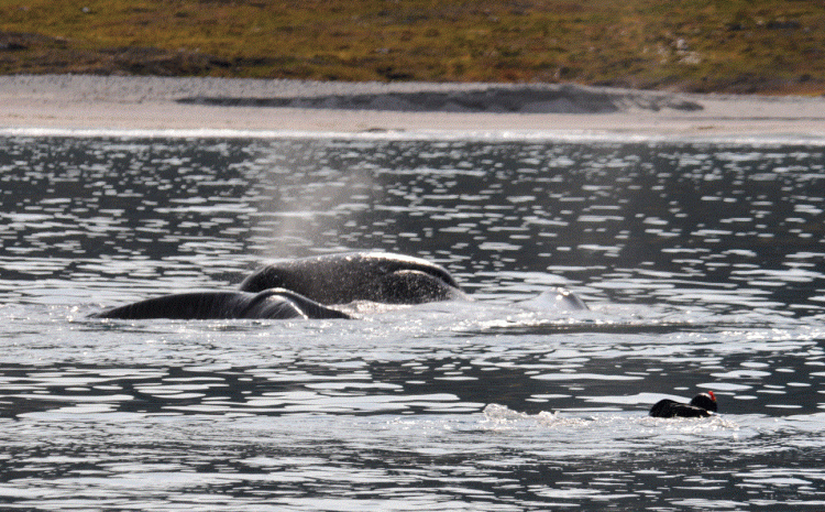 Bowheads rubbing in the shallow waters of the coast of Baffin Island with snorkeler Todd Mintz approaching