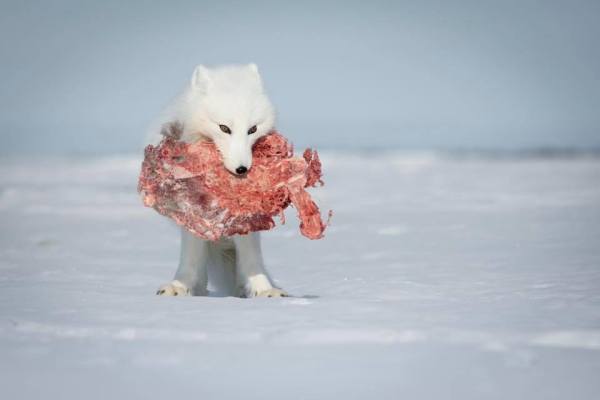 Arctic Fox Eating