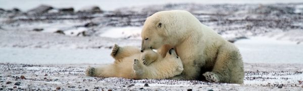 Arctic wildlife polar bears_Arctic Kingdom