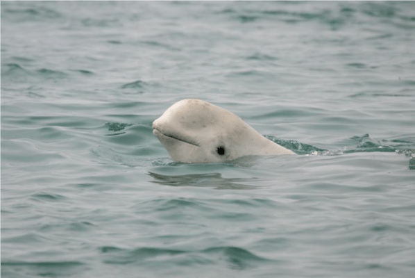Beluga whale on whale watching tour