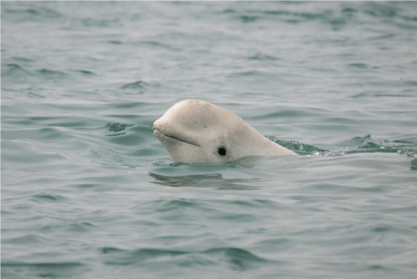 Bowhead whale in arctic