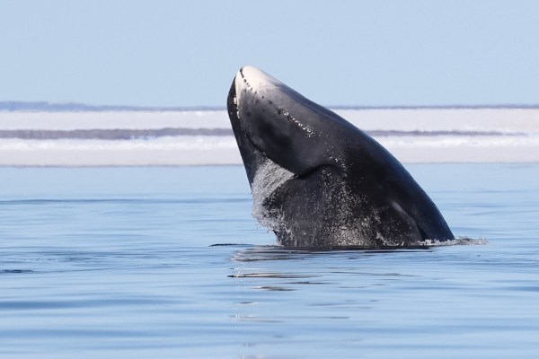 bowhead whale on whale watching tour