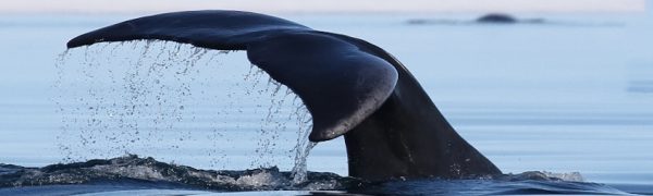 Arctic Kingdom bowhead whale tail wildlife photography