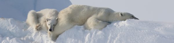 Spring Polar Bears and Icebergs of Baffin Photo Safari Arctic Kingdom