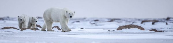 Polar Bear Migration Fly-In Photo Safari Arctic Kingdom 