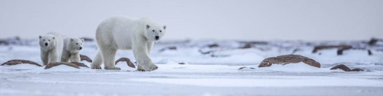 Polar Bear Migration Fly-In Photo Safari Arctic Kingdom