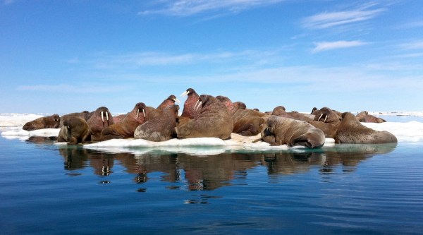 Walruses in Lancaster Sound