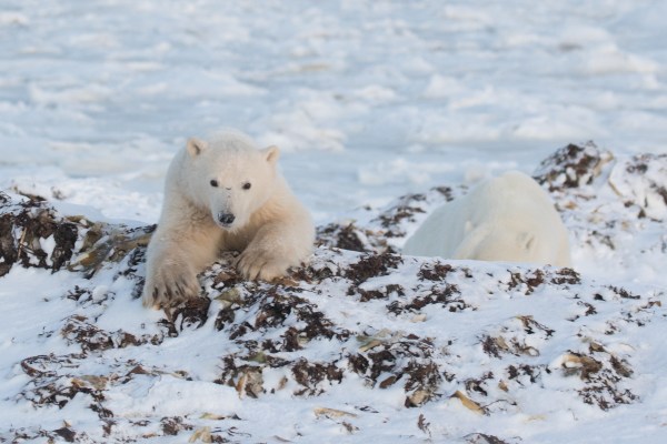 Polar bear cub in the Arctic Circle