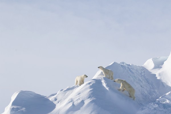 Polar bear family